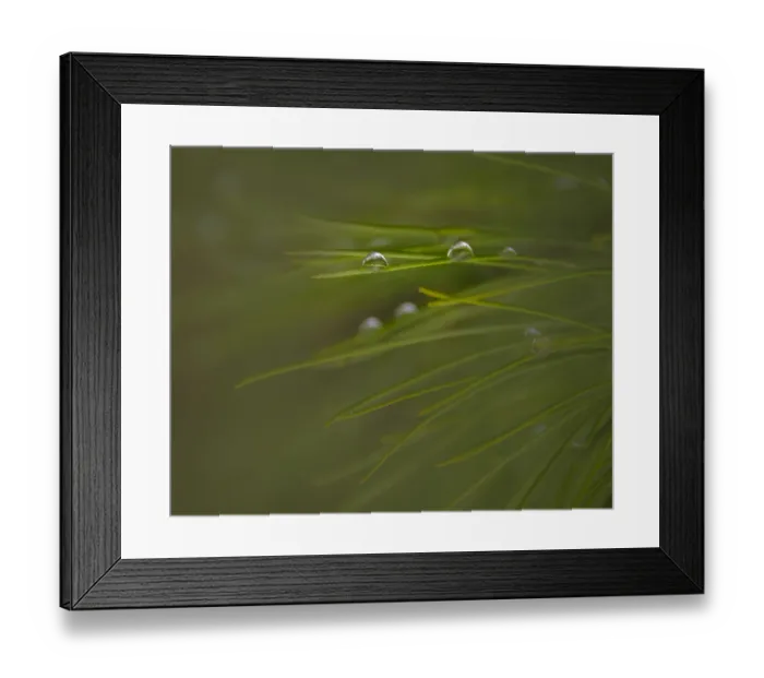 Framed Print : USA, New Jersey, Wharton State Forest. Close-up of dew on grass Framed Print : USA, New Jersey, Wharton State Forest. Close-up of dew on grass