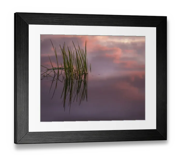 Framed Print : USA, New Jersey, Pine Barrens. Sunset on lake reeds. Credit as