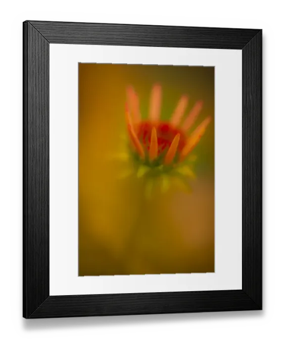 Framed Print : USA, New Jersey, Rio Grande. Close-up of coneflower. Credit as