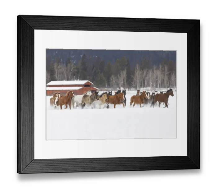 Framed Print : Rodeo horses running during winter roundup, Kalispell, Montana