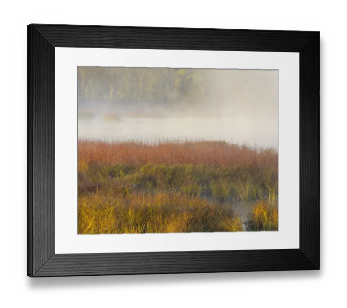 Framed Print : USA, New Jersey, Pine Barrens. March grasses and fog at sunrise Framed Print : USA, New Jersey, Pine Barrens. March grasses and fog at sunrise