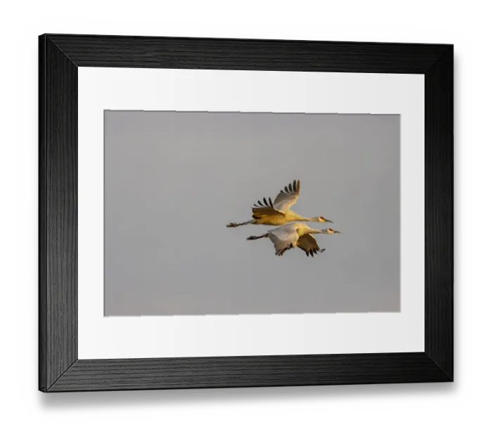 Framed Print : USA, New Mexico, Bosque del Apache National Wildlife Reserve. Sandhill crane pair flying Framed Print : USA, New Mexico, Bosque del Apache National Wildlife Reserve. Sandhill crane pair flying