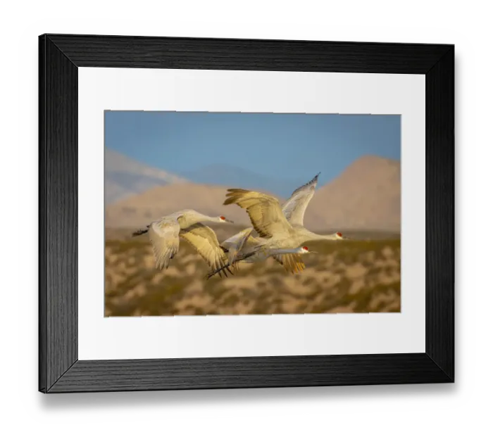 Framed Print : USA, New Mexico, Bosque del Apache National Wildlife Reserve. Sandhill cranes flying Framed Print : USA, New Mexico, Bosque del Apache National Wildlife Reserve. Sandhill cranes flying
