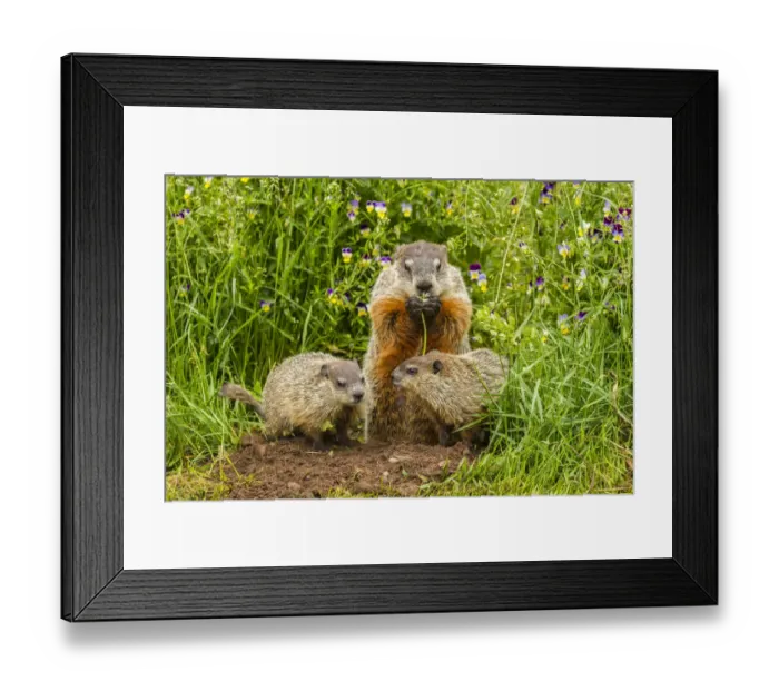 Framed Print : USA, Minnesota, Pine County. Adult woodchuck eating and kits Framed Print : USA, Minnesota, Pine County. Adult woodchuck eating and kits