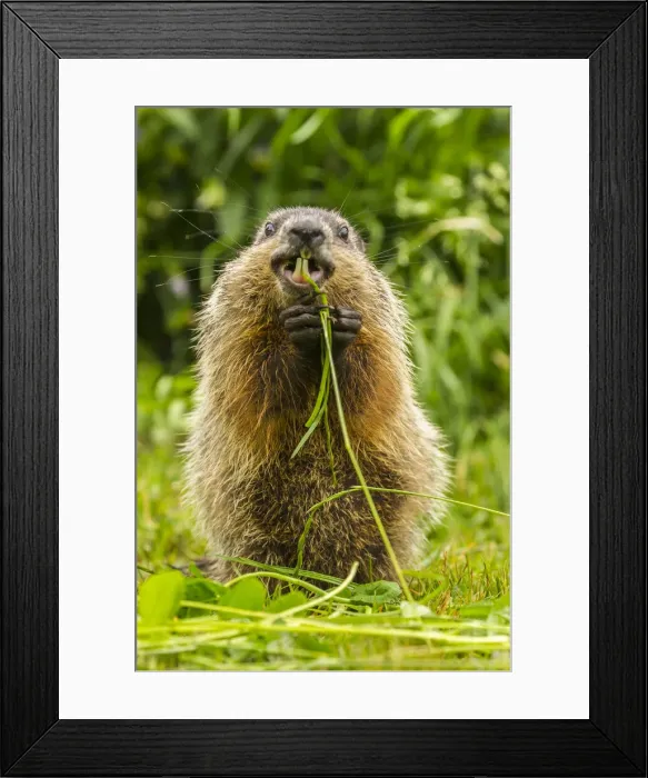 Framed Print : USA, Minnesota, Pine County. Adult woodchuck eating. Credit as Framed Print : USA, Minnesota, Pine County. Adult woodchuck eating. Credit as
