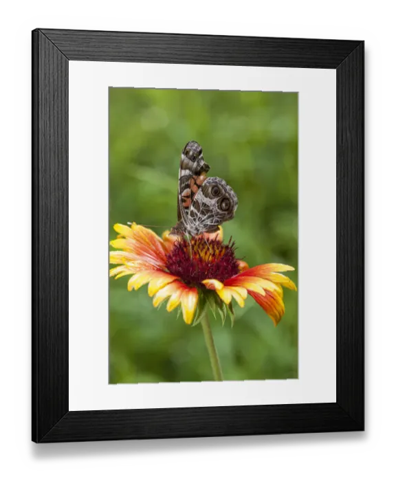 Framed Print : A Virginia Lady butterfly lands on Gaillardia Framed Print : A Virginia Lady butterfly lands on Gaillardia