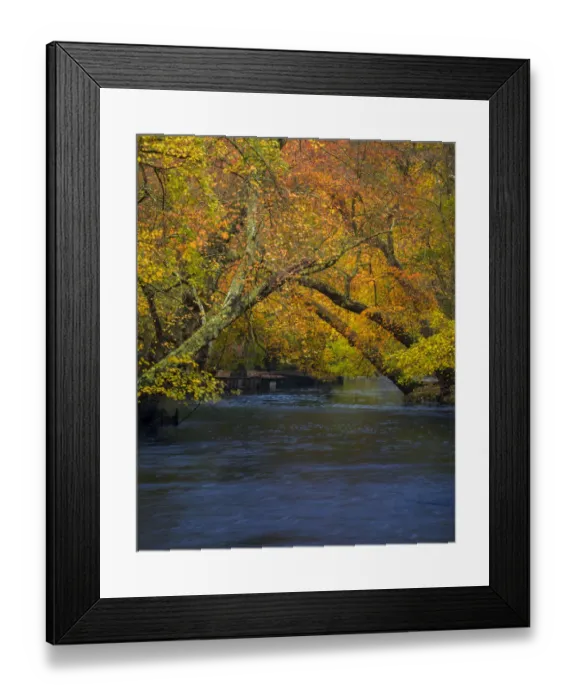 Framed Print : USA, New Jersey, Wharton State Forest. River and forest in autumn