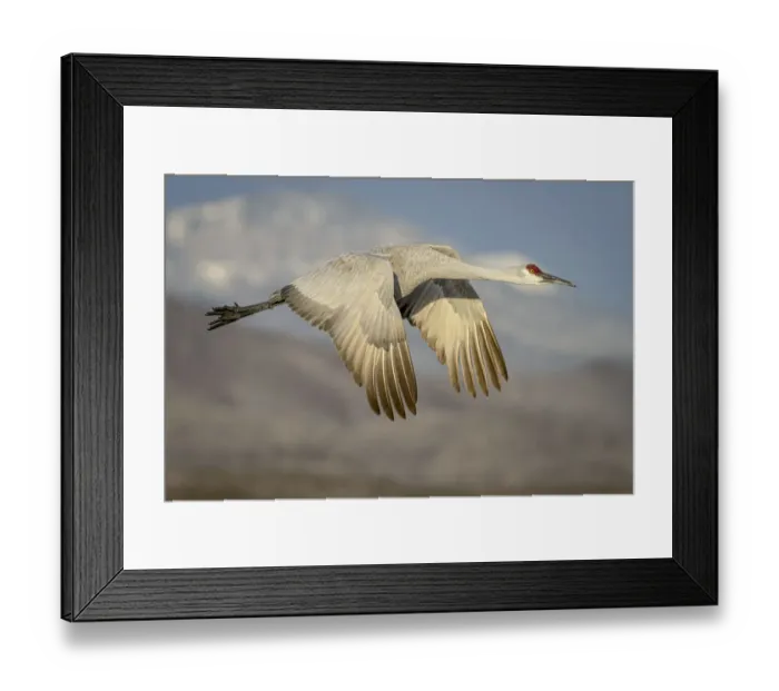 Framed Print : USA, New Mexico, Bosque del Apache National Wildlife Reserve. Sandhill crane flying Framed Print : USA, New Mexico, Bosque del Apache National Wildlife Reserve. Sandhill crane flying