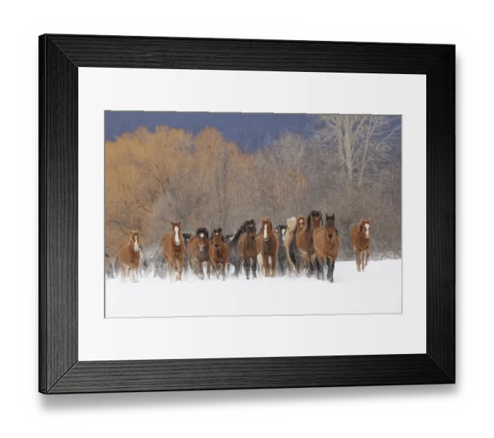Framed Print : Rodeo horses running during winter roundup, Kalispell, Montana