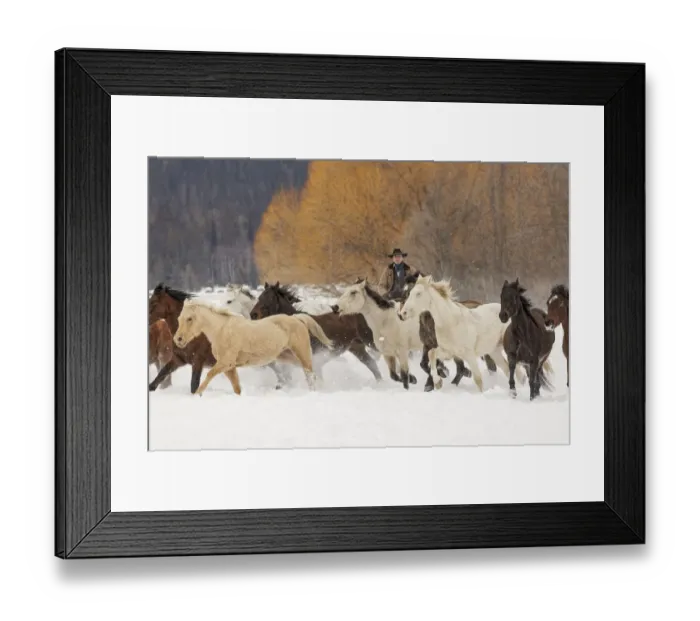 Framed Print : Cowboys during winter roundup, Kalispell, Montana Framed Print : Cowboys during winter roundup, Kalispell, Montana