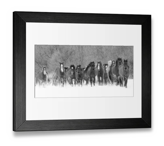 Framed Print : Panoramic view of rodeo horses running during winter roundup, Kalispell, Montana