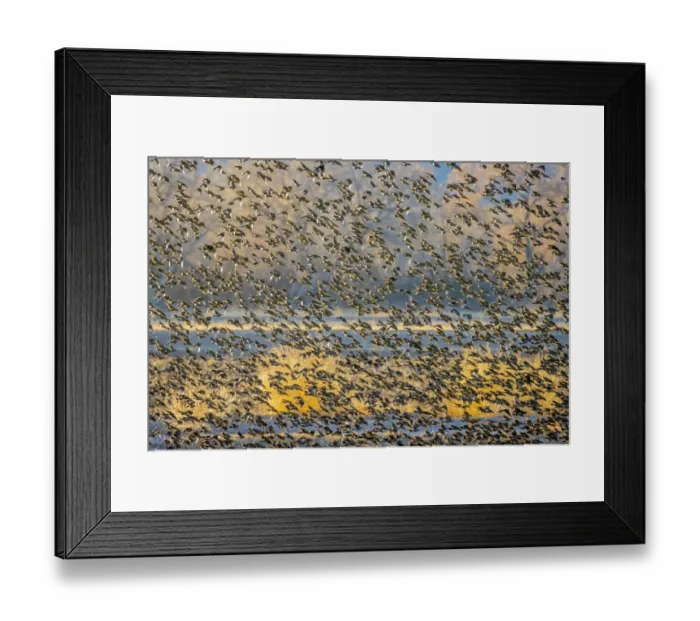 Framed Print : USA, New Mexico, Bosque del Apache National Wildlife Reserve Framed Print : USA, New Mexico, Bosque del Apache National Wildlife Reserve