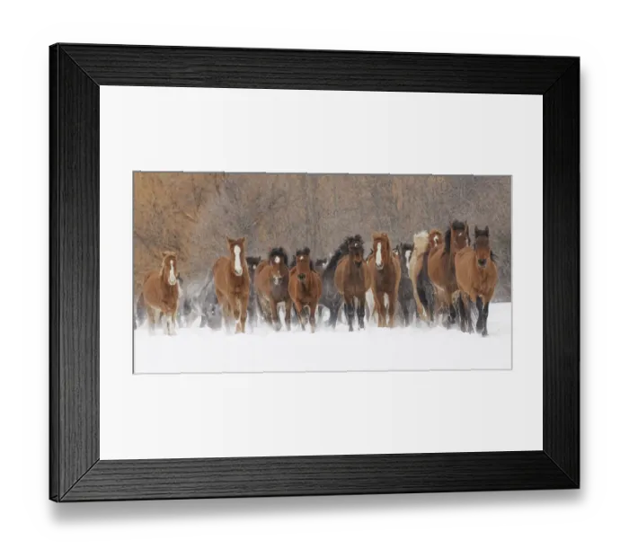 Framed Print : Panoramic view of rodeo horses running during winter roundup, Kalispell, Montana Framed Print : Panoramic view of rodeo horses running during winter roundup, Kalispell, Montana