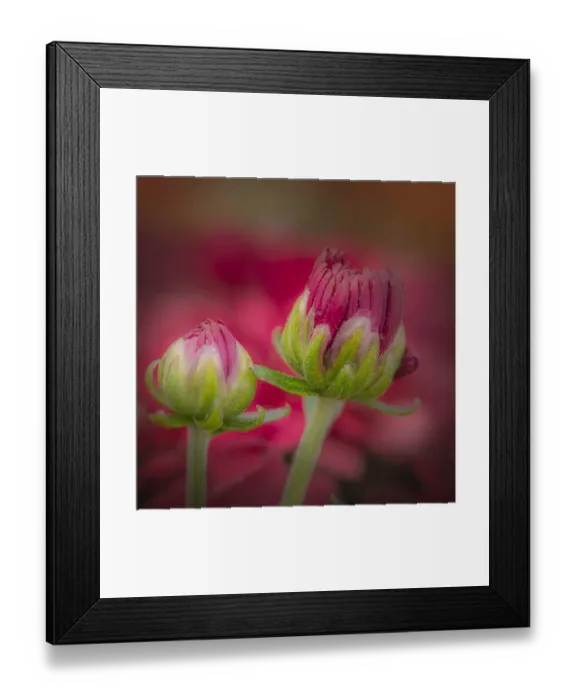 Framed Print : USA, New Jersey, Rio Grande. Close-up of carnation flower buds in garden