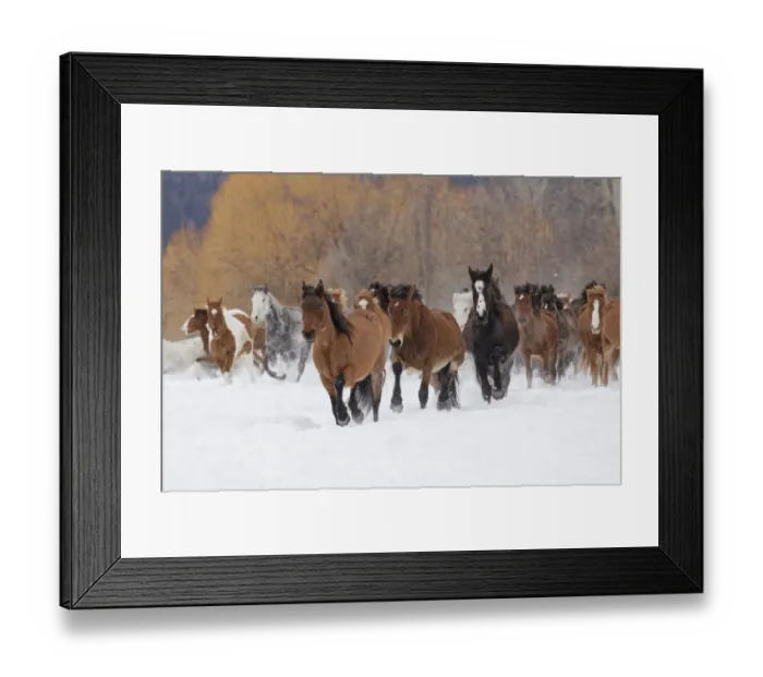 Framed Print : Rodeo horses running during winter roundup, Kalispell, Montana Framed Print : Rodeo horses running during winter roundup, Kalispell, Montana