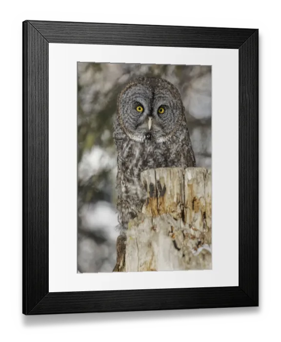 Framed Print : Great grey owl, Strix nebulosa, controlled situation Framed Print : Great grey owl, Strix nebulosa, controlled situation