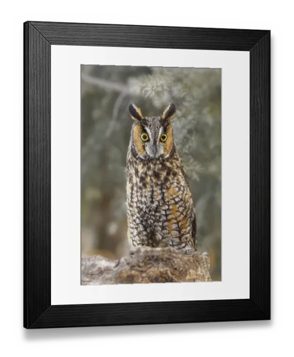 Framed Print : Long-eared owl, Asio otus, controlled situation, Montana
