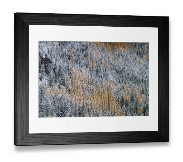 Framed Print : Fresh snowfall on autumn larch trees on Columbia Mountain in Columbia Falls, Montana, USA Framed Print : Fresh snowfall on autumn larch trees on Columbia Mountain in Columbia Falls, Montana, USA
