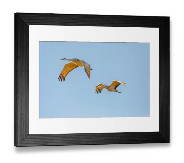 Framed Print : USA, New Mexico, Bosque del Apache National Wildlife Reserve Framed Print : USA, New Mexico, Bosque del Apache National Wildlife Reserve
