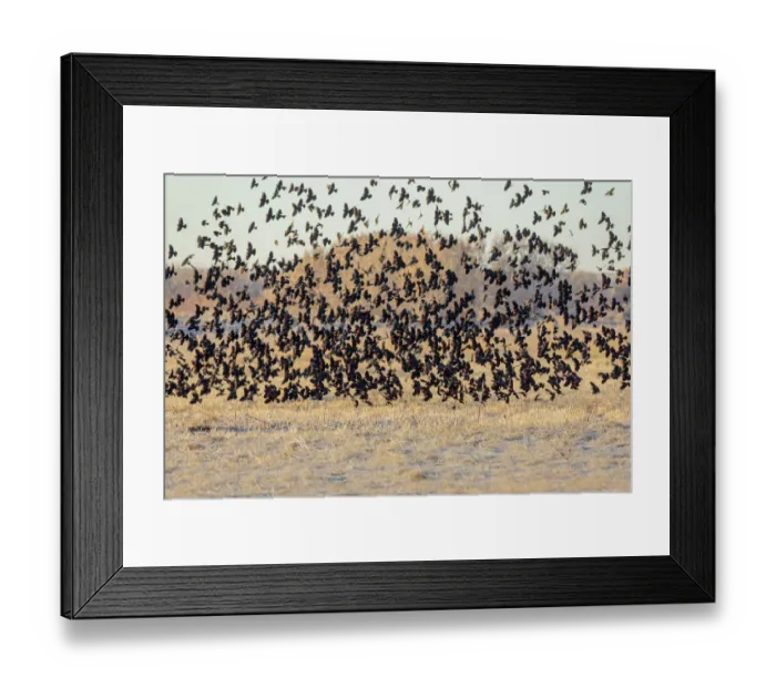 Framed Print : USA, New Mexico, Bosque del Apache National Wildlife Reserve Framed Print : USA, New Mexico, Bosque del Apache National Wildlife Reserve