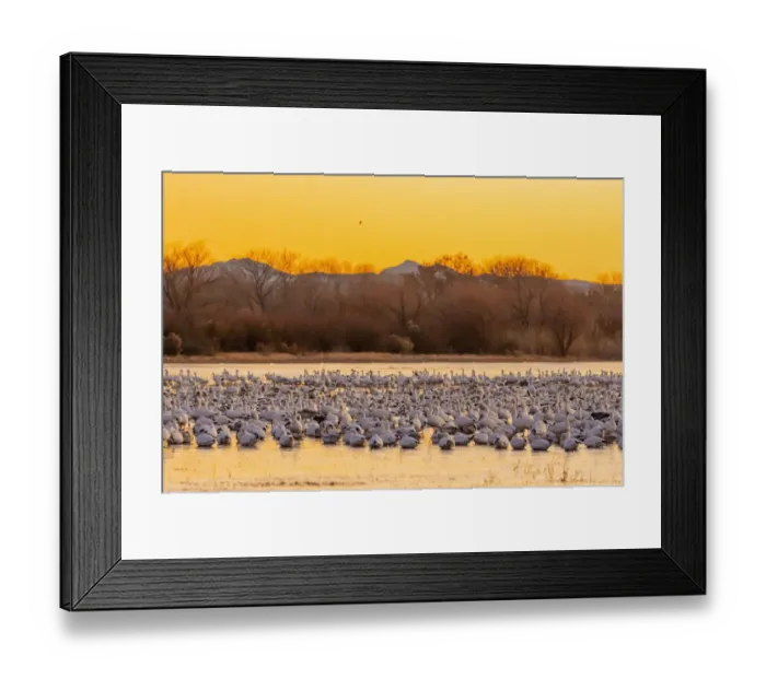 Framed Print : USA, New Mexico, Bosque del Apache National Wildlife Reserve Framed Print : USA, New Mexico, Bosque del Apache National Wildlife Reserve