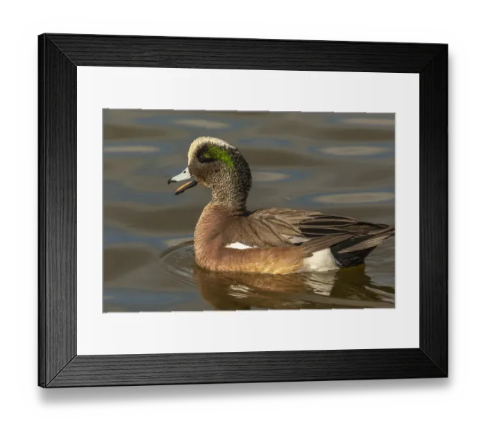 Framed Print : USA, New Mexico, Socorro County. American wigeon drake in water