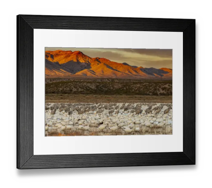 Framed Print : Sandhill cranes and snowgeese wade at Bosque Del Apache National Wildlife Reserve Framed Print : Sandhill cranes and snowgeese wade at Bosque Del Apache National Wildlife Reserve