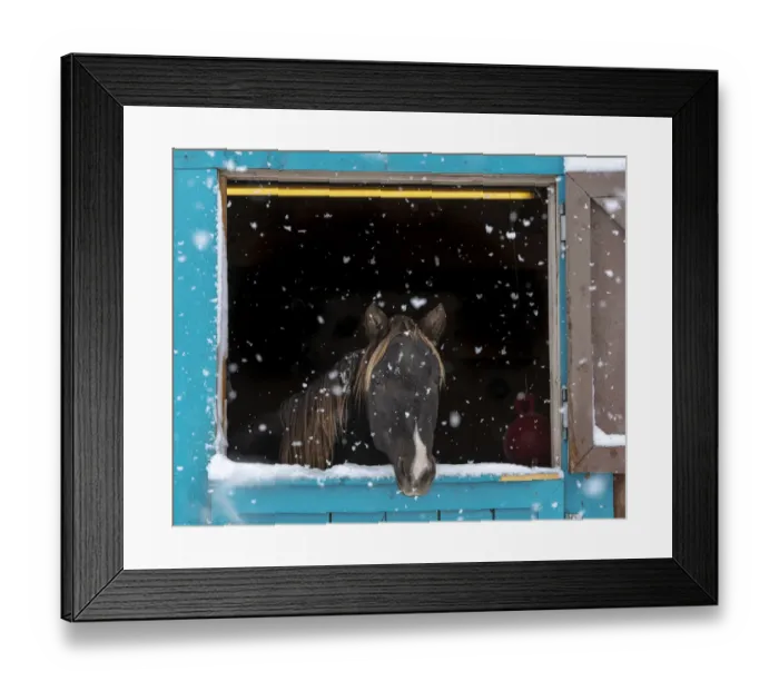 Framed Print : Rocky mountain looking out of stall during snow storm, New Mexico Framed Print : Rocky mountain looking out of stall during snow storm, New Mexico