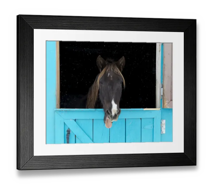Framed Print : Rocky mountain horse yawning, Winter, New Mexico
