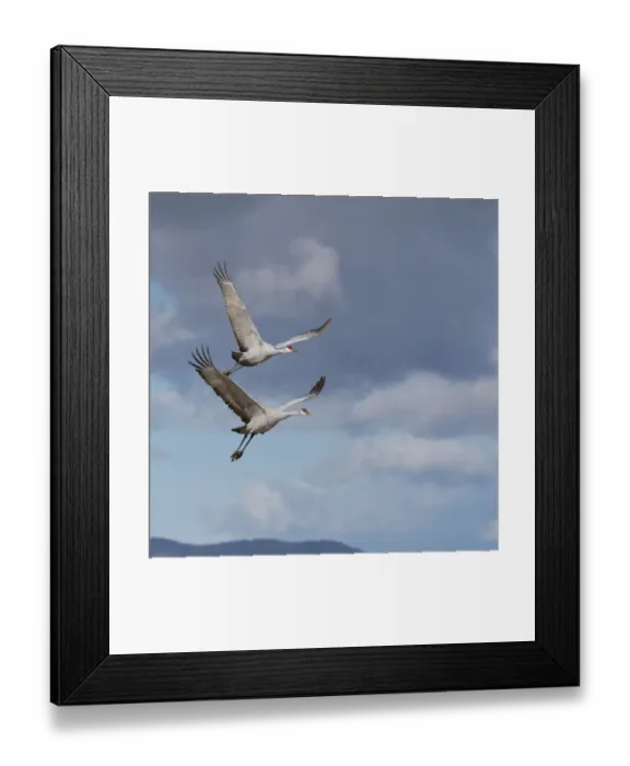Framed Print : Sandhill cranes in flight, Grus canadensis, Bosque del Apache National Wildlife Refuge Framed Print : Sandhill cranes in flight, Grus canadensis, Bosque del Apache National Wildlife Refuge