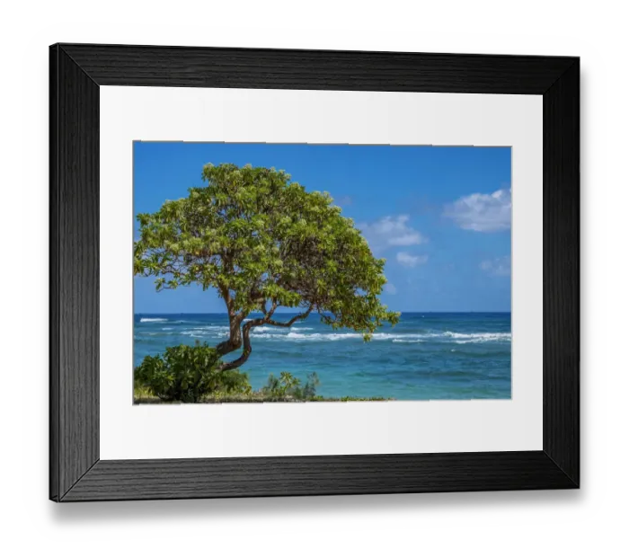 Framed Print : Tree overlooking Poipu Bay, Kauai, Hawaii, USA Framed Print : Tree overlooking Poipu Bay, Kauai, Hawaii, USA