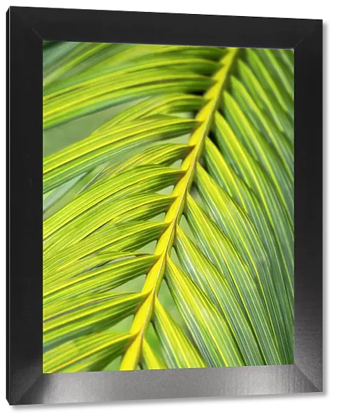 Tropical Palm