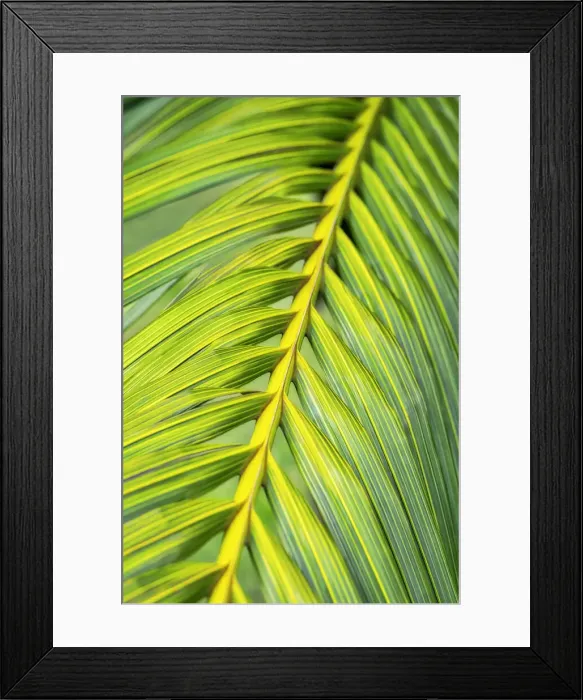 Framed Print : Tropical Palm Framed Print : Tropical Palm