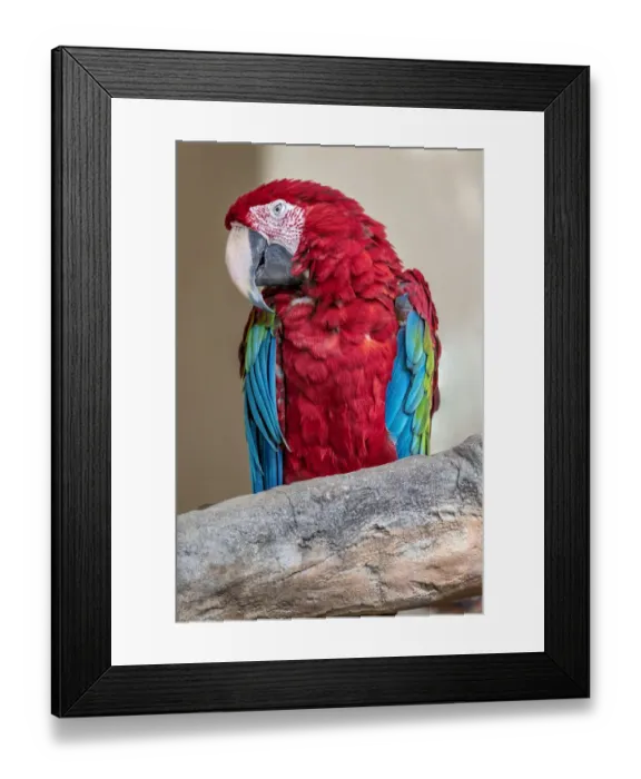 Framed Print : Scarlet Macaw Framed Print : Scarlet Macaw