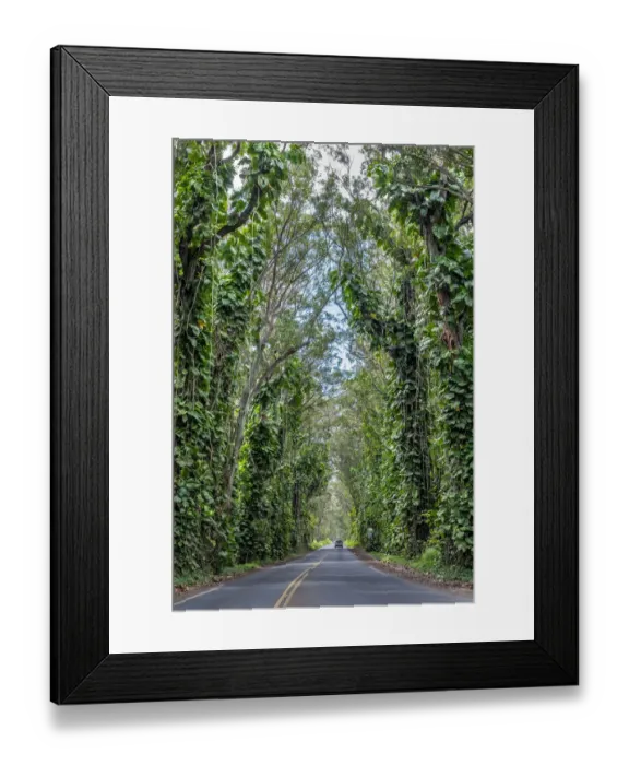 Framed Print : Tunnel of trees, Maluhia Road, Kauai, Hawaii, USA Framed Print : Tunnel of trees, Maluhia Road, Kauai, Hawaii, USA