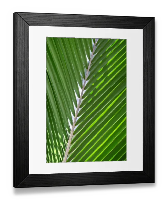 Framed Print : Palm frond Framed Print : Palm frond