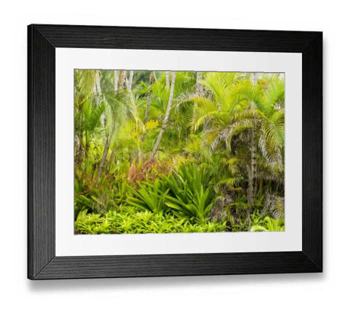Framed Print : Hawaii, Maui, Hana, garden on the road to Hana with palms and bromide plants Framed Print : Hawaii, Maui, Hana, garden on the road to Hana with palms and bromide plants