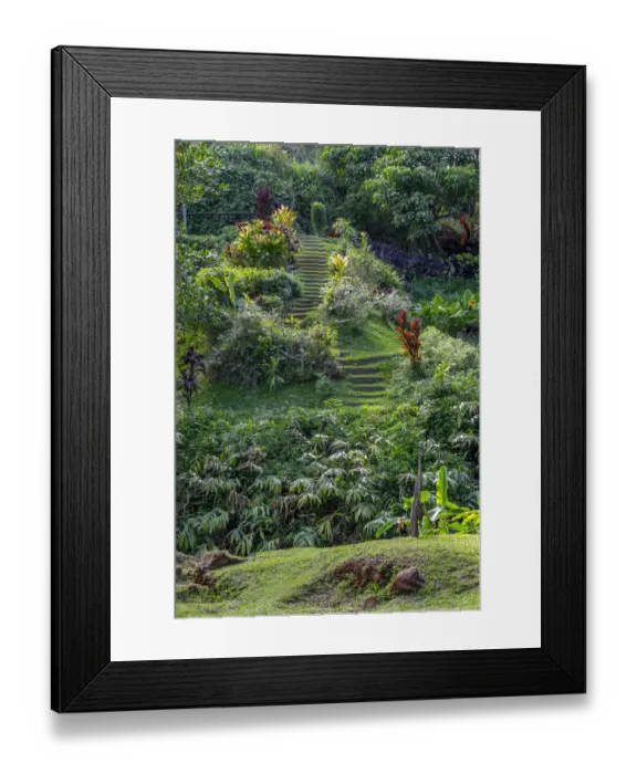 Framed Print : Princeville Botanical Garden, Princeville, Kauai, Hawaii Framed Print : Princeville Botanical Garden, Princeville, Kauai, Hawaii