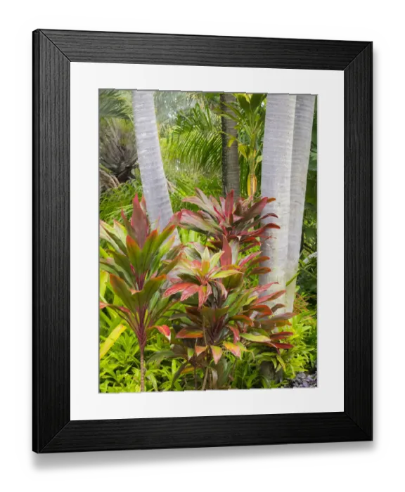 Framed Print : Hawaii, Maui, garden on the Road to Hana with palms and tea plants Framed Print : Hawaii, Maui, garden on the Road to Hana with palms and tea plants