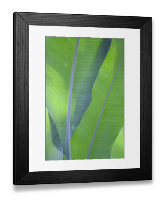 Framed Print : USA, Hawaii, Kauai, Banana leaves Framed Print : USA, Hawaii, Kauai, Banana leaves