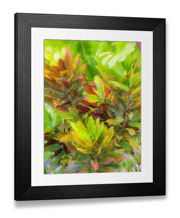 Framed Print : Hawaii, Maui, Kihei, Croton tropical and colorful leaf plant Framed Print : Hawaii, Maui, Kihei, Croton tropical and colorful leaf plant