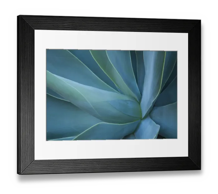 Framed Print : USA, Hawaii, Maui, Kula, agave plant design Framed Print : USA, Hawaii, Maui, Kula, agave plant design