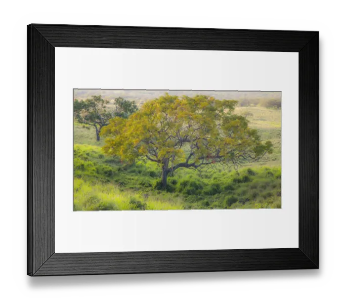 Framed Print : USA, Hawaii, Maui, Kula upcountry lone tree