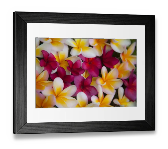 Framed Print : USA, Hawaii, Maui, Kapalua colorful plumeria fallen blooms Framed Print : USA, Hawaii, Maui, Kapalua colorful plumeria fallen blooms