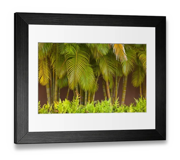 Framed Print : USA, Hawaii, Maui, Kihei, Palm trees growing along wall
