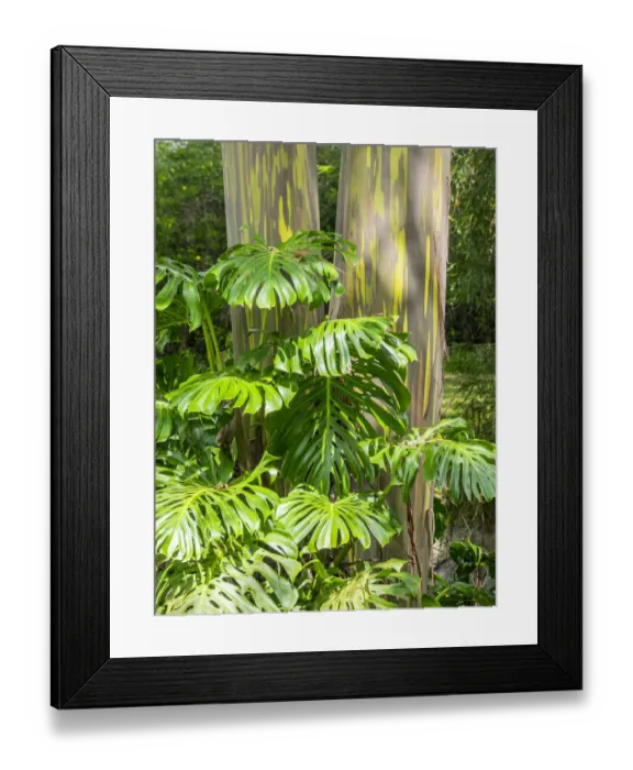 Framed Print : USA, Hawaii, Maui, Up Country, Kula, Kula Botanical Gardens with Rainbow eucalyptus trees Framed Print : USA, Hawaii, Maui, Up Country, Kula, Kula Botanical Gardens with Rainbow eucalyptus trees
