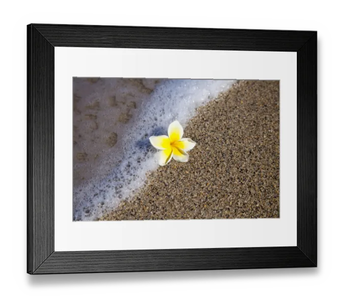 Framed Print : USA, Hawaii, Maui, Kihei beach with fallen Plumeria bloom surfline