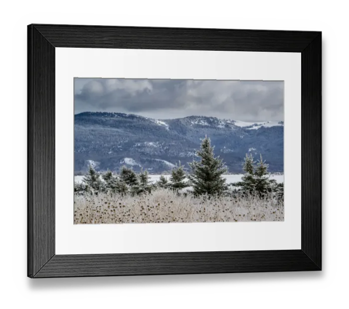 Framed Print : Evergreen trees in winter with Teton Mountains in distance, Driggs, Idaho Framed Print : Evergreen trees in winter with Teton Mountains in distance, Driggs, Idaho