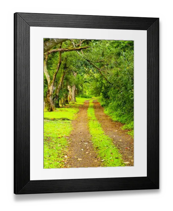 Framed Print : USA, Hawaii, Kauai, gravel tree lined road Framed Print : USA, Hawaii, Kauai, gravel tree lined road