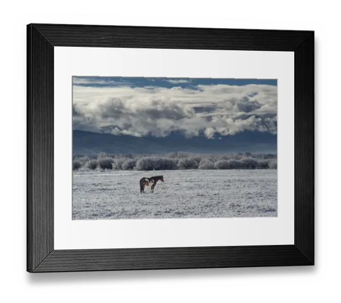 Framed Print : Horse grazing in winter with Bighole Mountains in the distance, Teton Valley, Idaho Framed Print : Horse grazing in winter with Bighole Mountains in the distance, Teton Valley, Idaho
